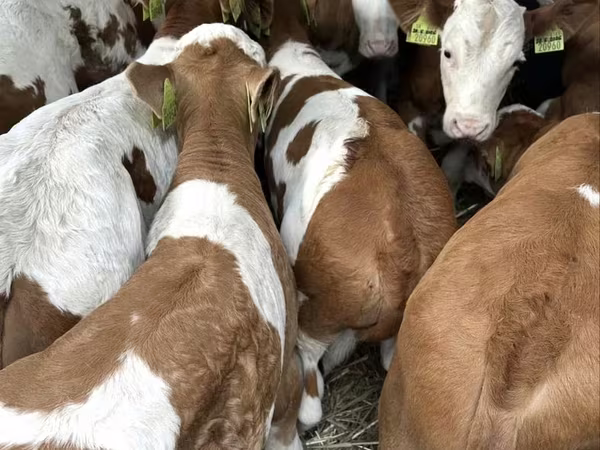 Taureau, Simmental cattle