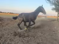 घोड़ा, Nonius horse — फ़ोटो 2