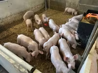 Porcs (lot, sexe non indiqué) — photo 2