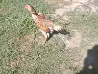 Chickens — zdjęcie 3
