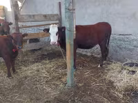 母牛, Cattle — 照片 2