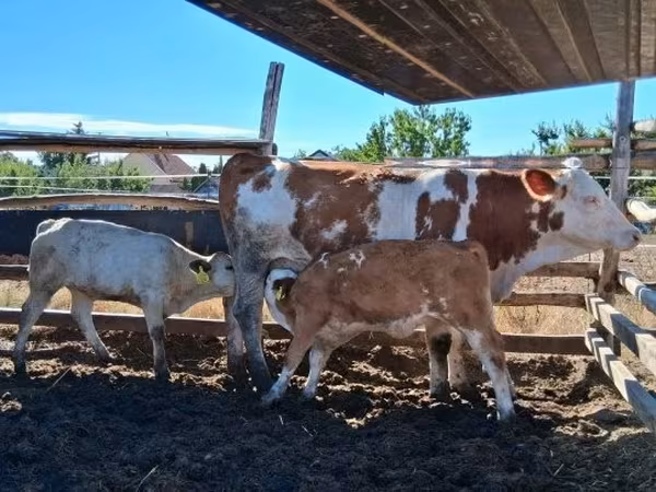 Cow, Hungarian Grey breed — Hungary