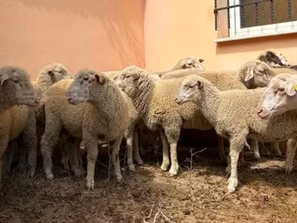 Beran, Ile-de-France sheep — Maďarsko