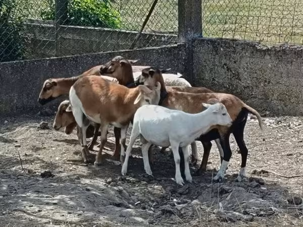 母羊, Cameroon sheep