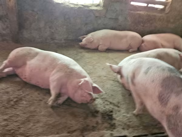 Sow, Pigs