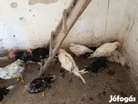 Chickens — 照片 4