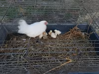 Chickens — photo 2