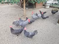 Chickens — Foto 7