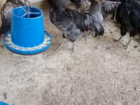 Gallo de pelea de fosa australiano — foto 6