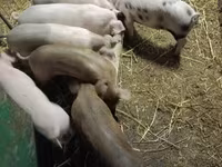 Sow, Pigs — photo 1