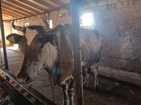 Krowa, Simmental cattle — zdjęcie 1