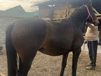 Kobyła, Percheron — zdjęcie 2