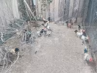 Chickens — 3-сурет