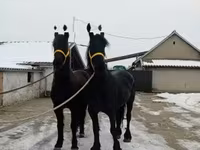 公马, Friesian — 照片 6