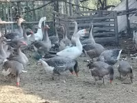 Geese — 2-сурет