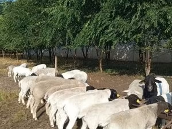 Bélier, Dorper sheep