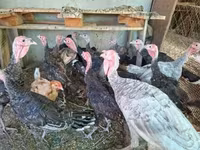 Turkeys — Foto 1