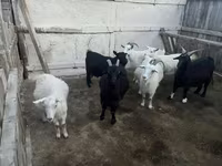 عنزة, الماعز — الصورة 2