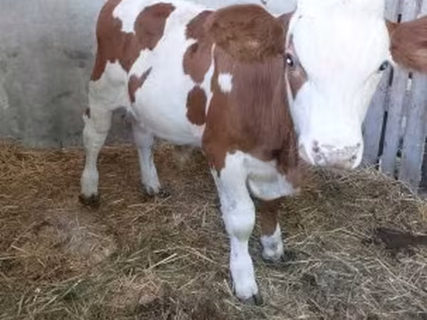 Bika, Simmental cattle — Magyarország