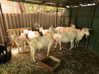 Goats (batch, sex not specified), Saanen goat — photo 5
