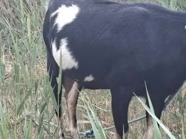 Goat, Goats