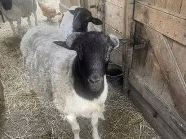 نعجة, Dorper sheep — هنغاريا