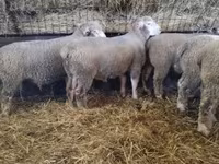 Kos, Ile-de-France sheep — 6. fotó