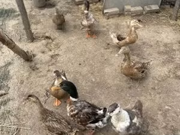 Ducks