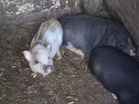 母猪, Pigs — 照片 1