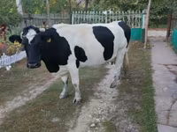 Tehén, Russian Black pied cattle — 1. fotó