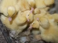 Ducks — 照片 2