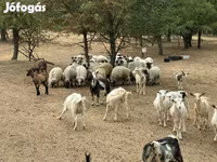 Billy Goat, Goats — photo 2