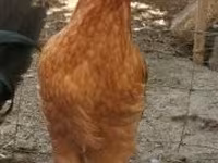 Chickens — foto 2