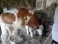 بقرة, Simmental cattle — الصورة 1