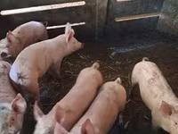 公猪, Pigs — 照片 2