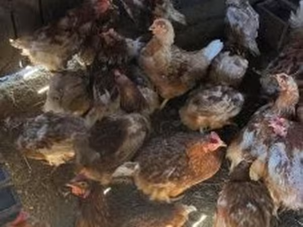 Chickens — Magyarország
