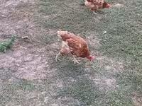 Chickens — Foto 6