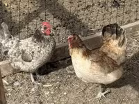 Chickens — الصورة 2