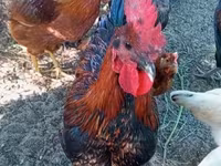 Ayam Cemani — 4. fotó