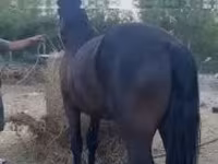 घोड़ा, Friesian — फ़ोटो 3