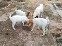 母山羊, Goats — 照片 1