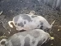 猪（批次，未指定性别）, Pigs — 照片 1