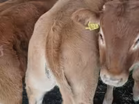 Byk, Simmental cattle — zdjęcie 5