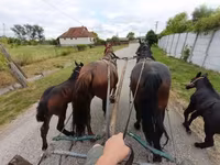 母马, Horses — 照片 6