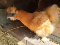 Seidenhuhn — Foto 6