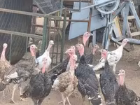 Turkeys — foto 5