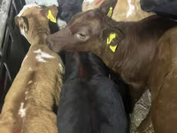 Bovinos (lote, sexo no especificado), Simmental cattle — foto 2