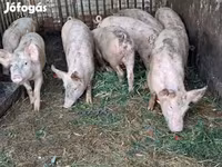Boar, Крупная белая — photo 4