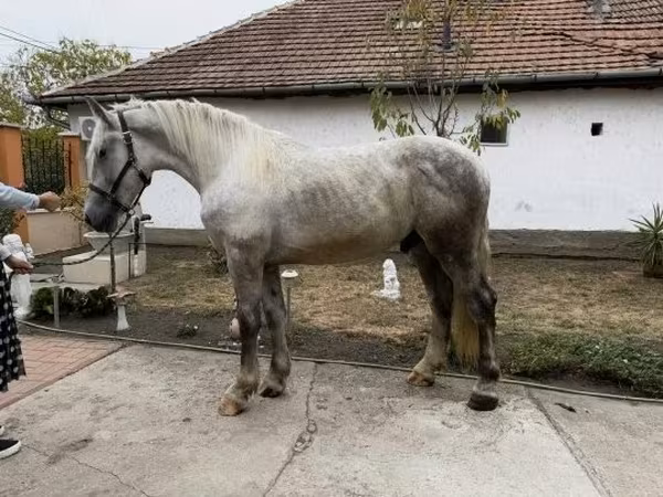 Cheval, Chevaux