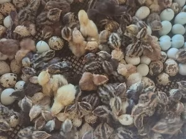 Quails